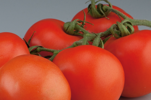 Tomate